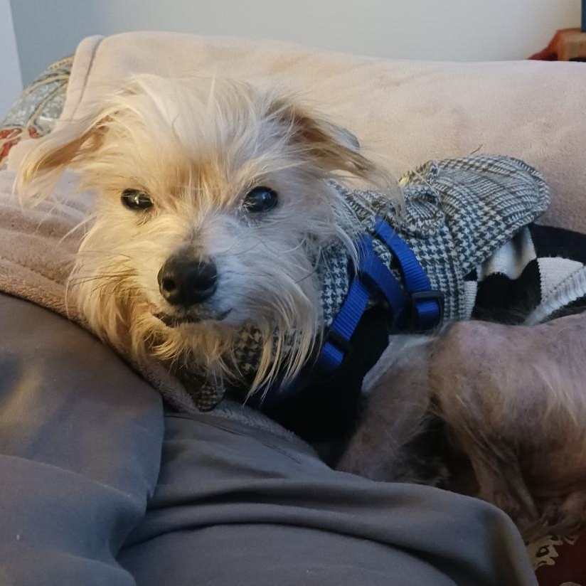 Enlarge Henri, a ADOPTABLE mixed breed in Orange Park, FL image 2/4