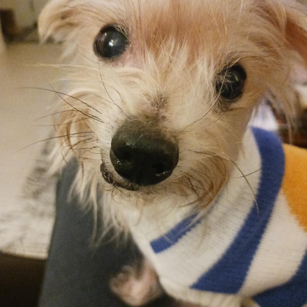 Henri, ADOPTABLE, Senior Male Yorkshire Terrier.