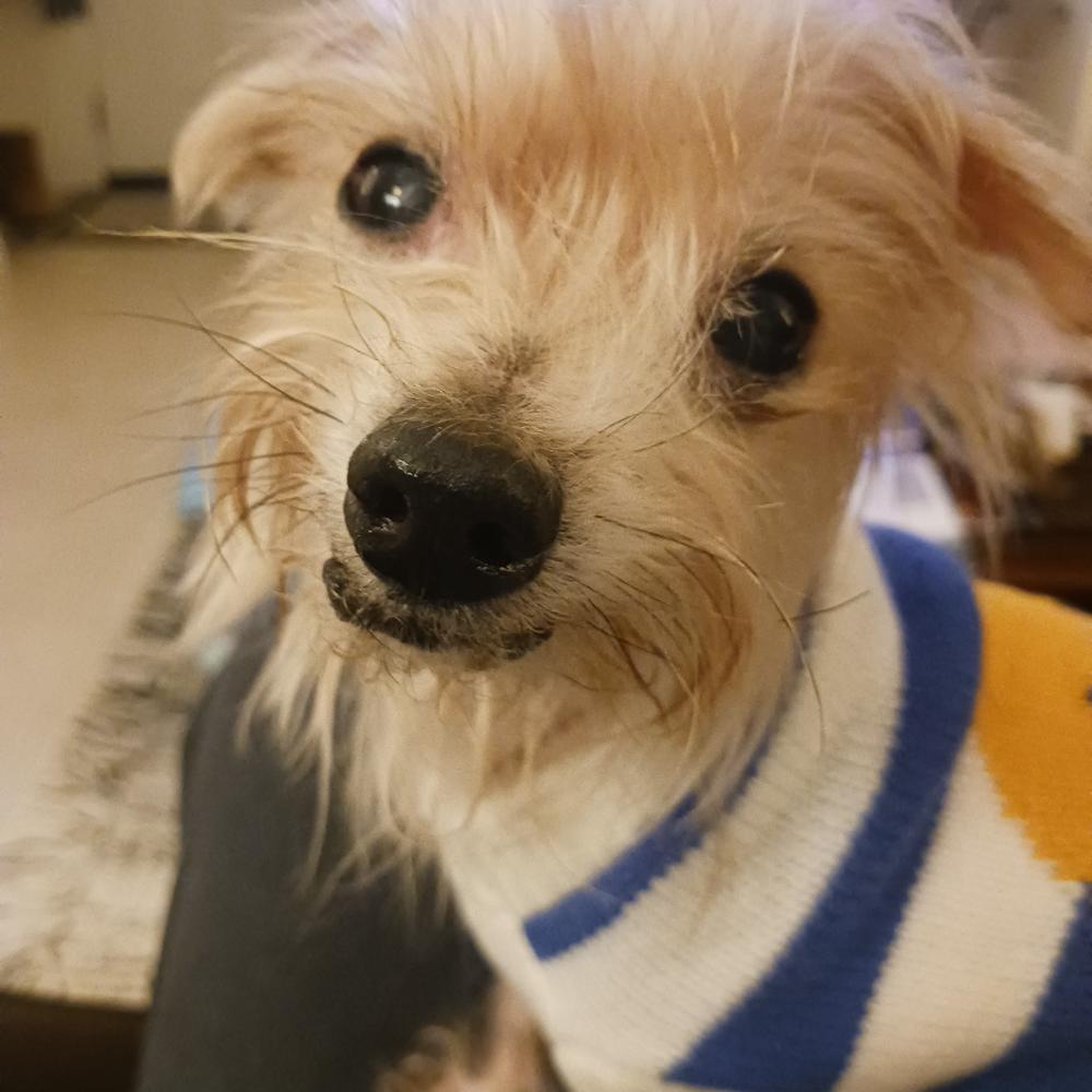 Enlarge Henri, a ADOPTABLE mixed breed in Orange Park, FL image 3/4