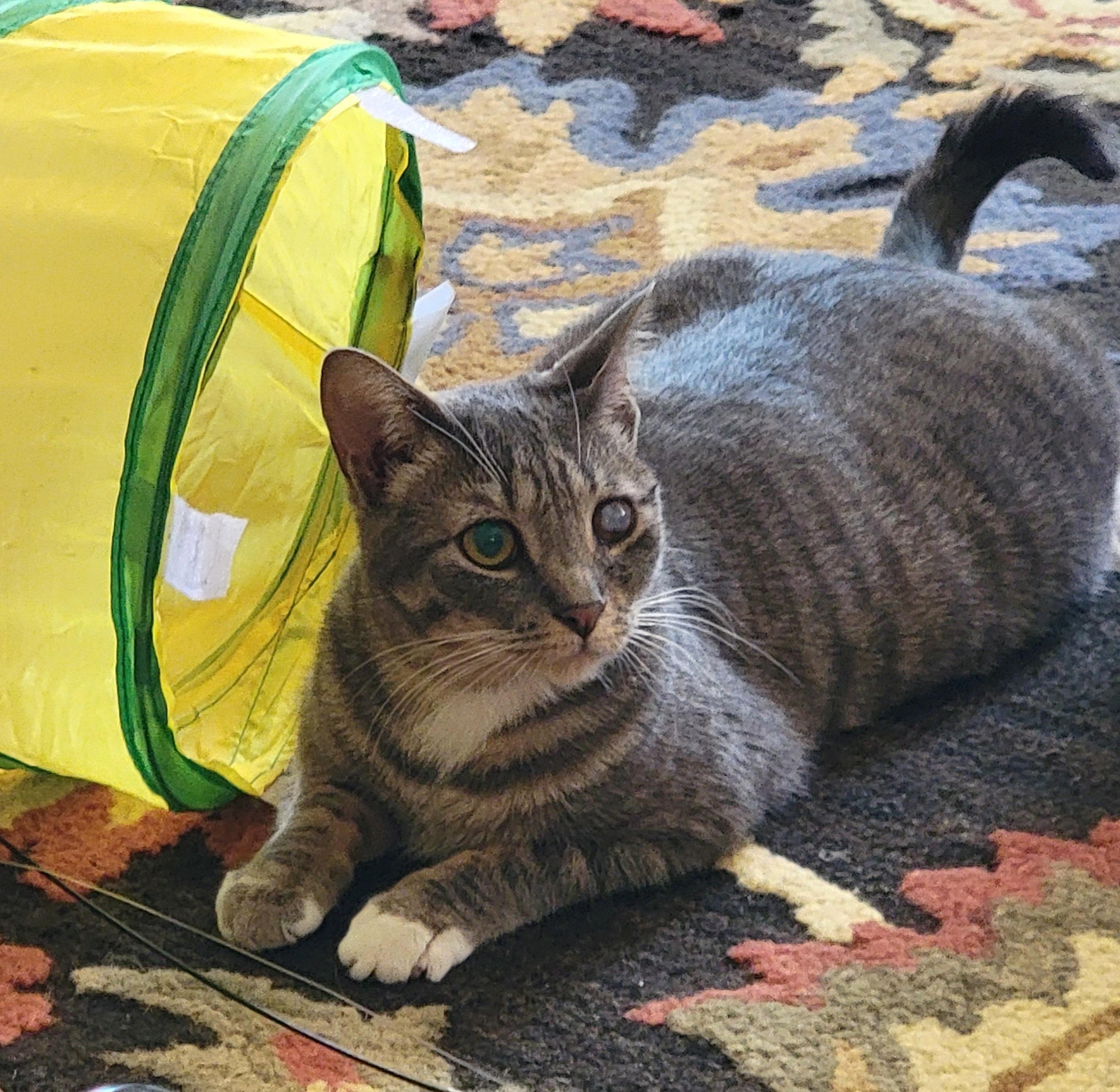 A FINAL WISH: Opal & Oliver (Bonded)