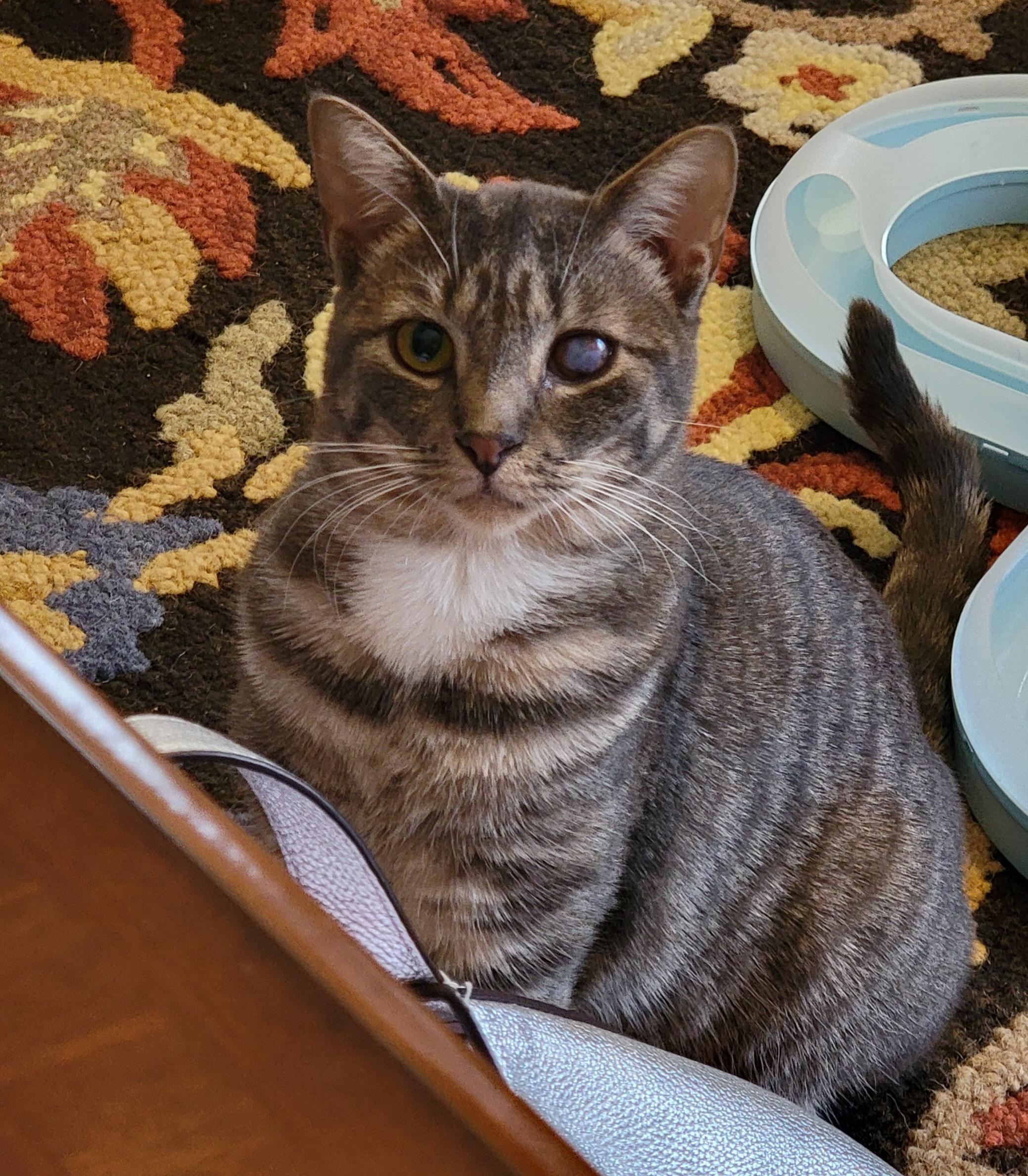 A FINAL WISH: Opal & Oliver (Bonded)