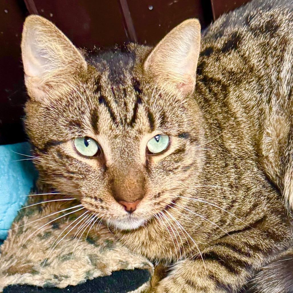 Franklin, Adoptable, Adult Male Domestic Short Hair.