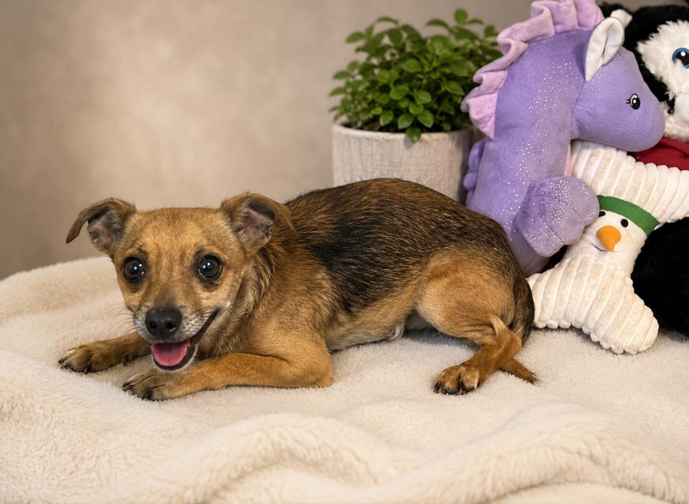 Viggo, Adoptable, Adult Male Chihuahua.