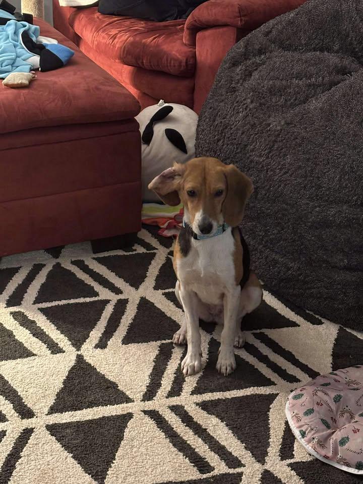 Pudding, adoptable, Adult Female Hound.