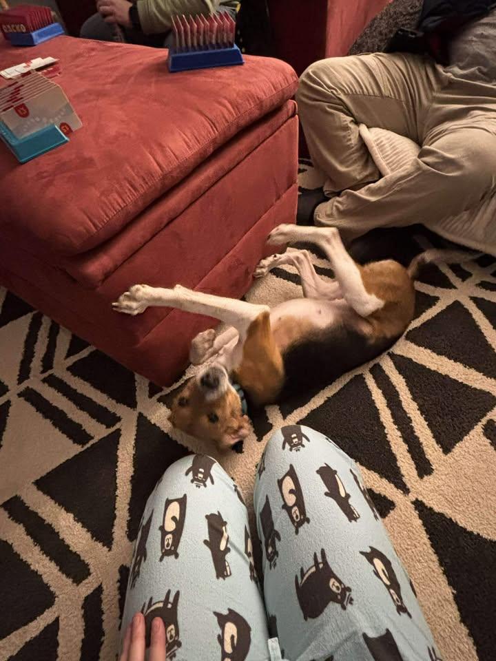 Enlarge Pudding, an adoptable mixed breed in Orange, VA image 3/6