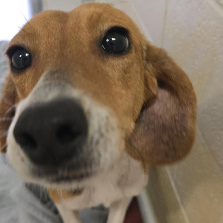 Pudding, adoptable, Adult Female Hound.