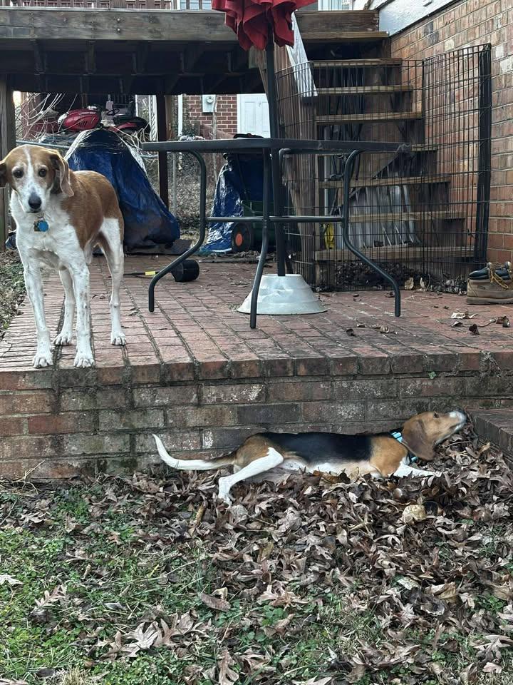 Enlarge Pudding, an adoptable mixed breed in Orange, VA image 4/6