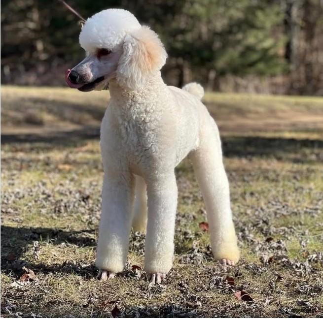 Rebel, an adopted Standard Poodle in Falls Church, VA image 5/6