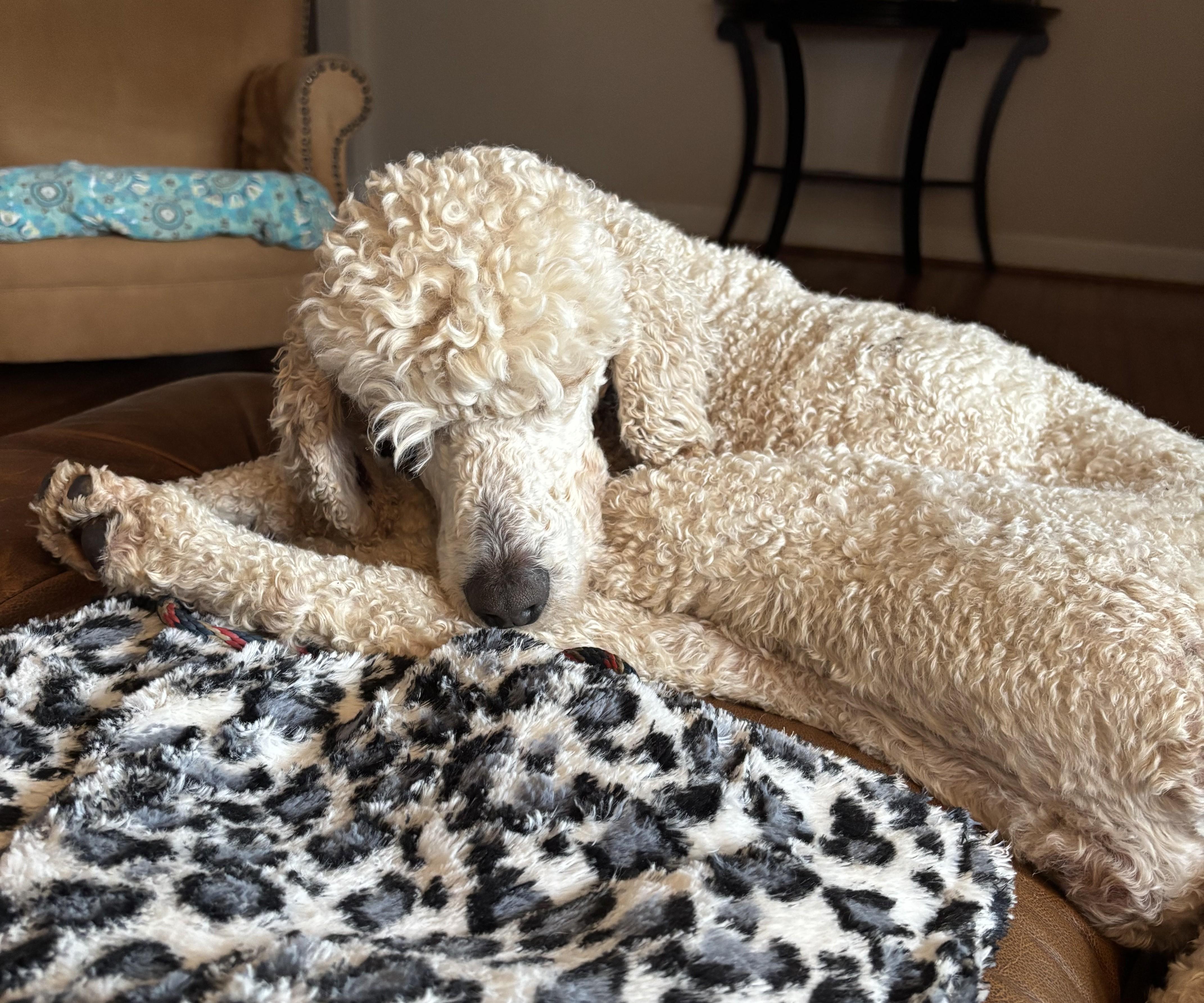 Rebel, an adopted Standard Poodle in Falls Church, VA image 3/6
