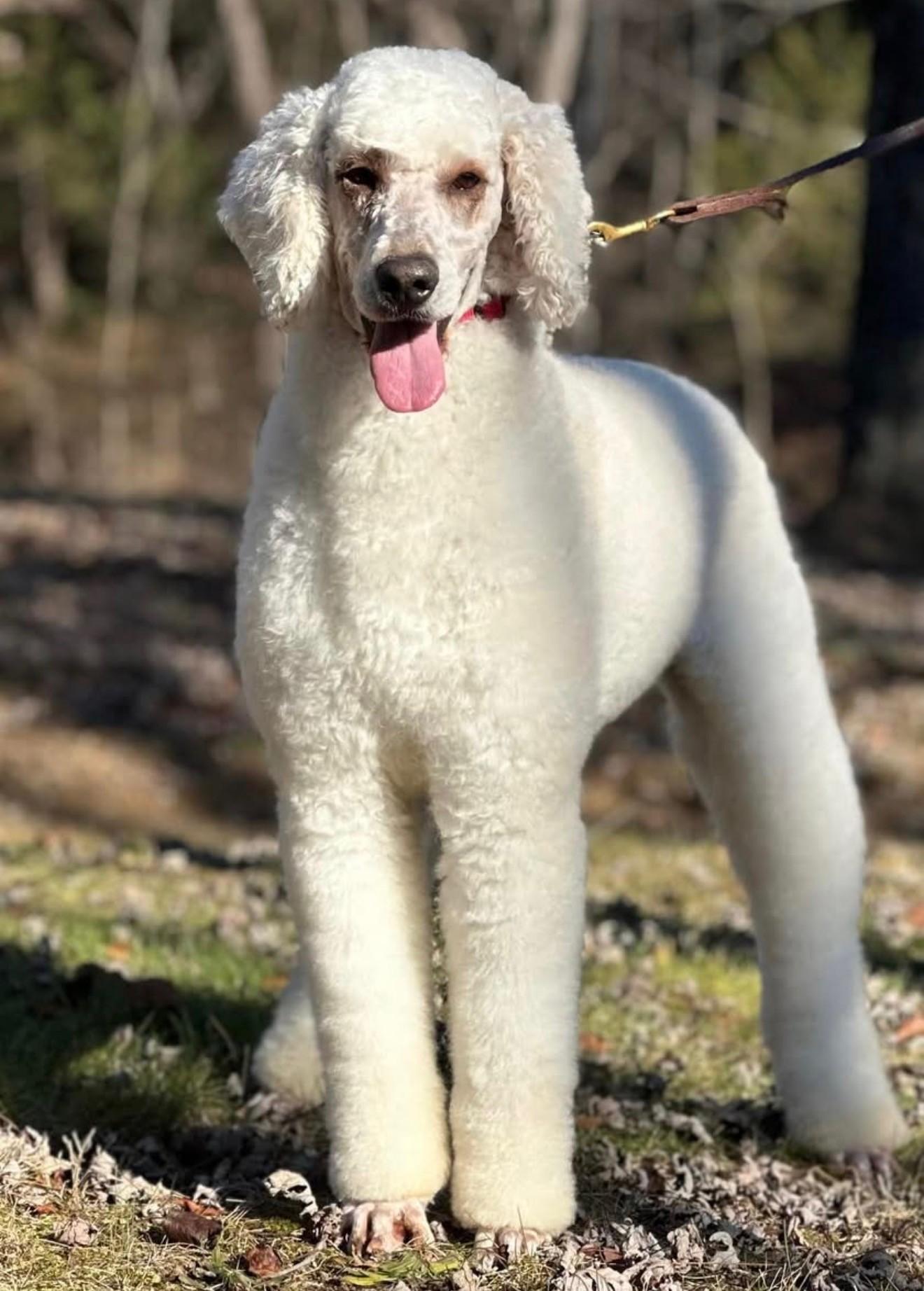 Rebel, Adoptable, Adult Female Standard Poodle.