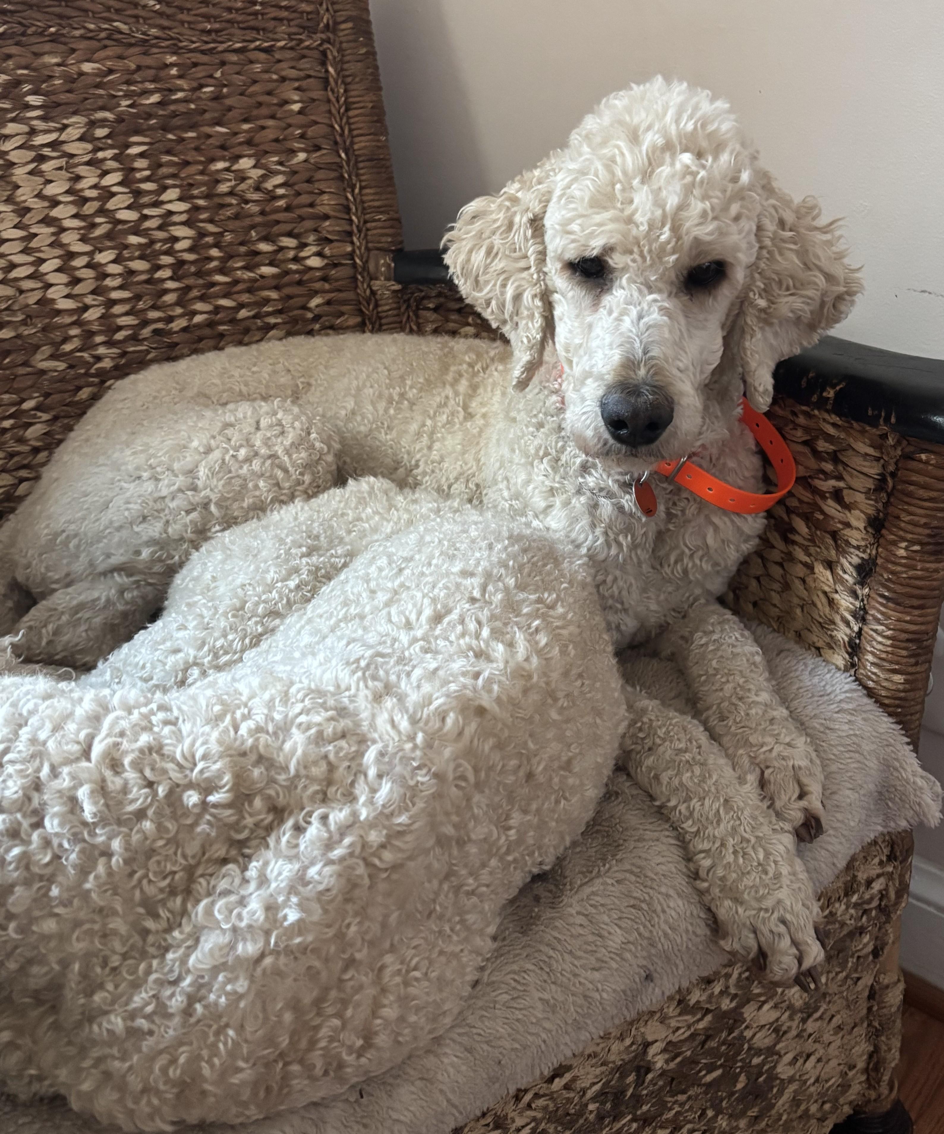 Rebel, an adopted Standard Poodle in Falls Church, VA image 2/6