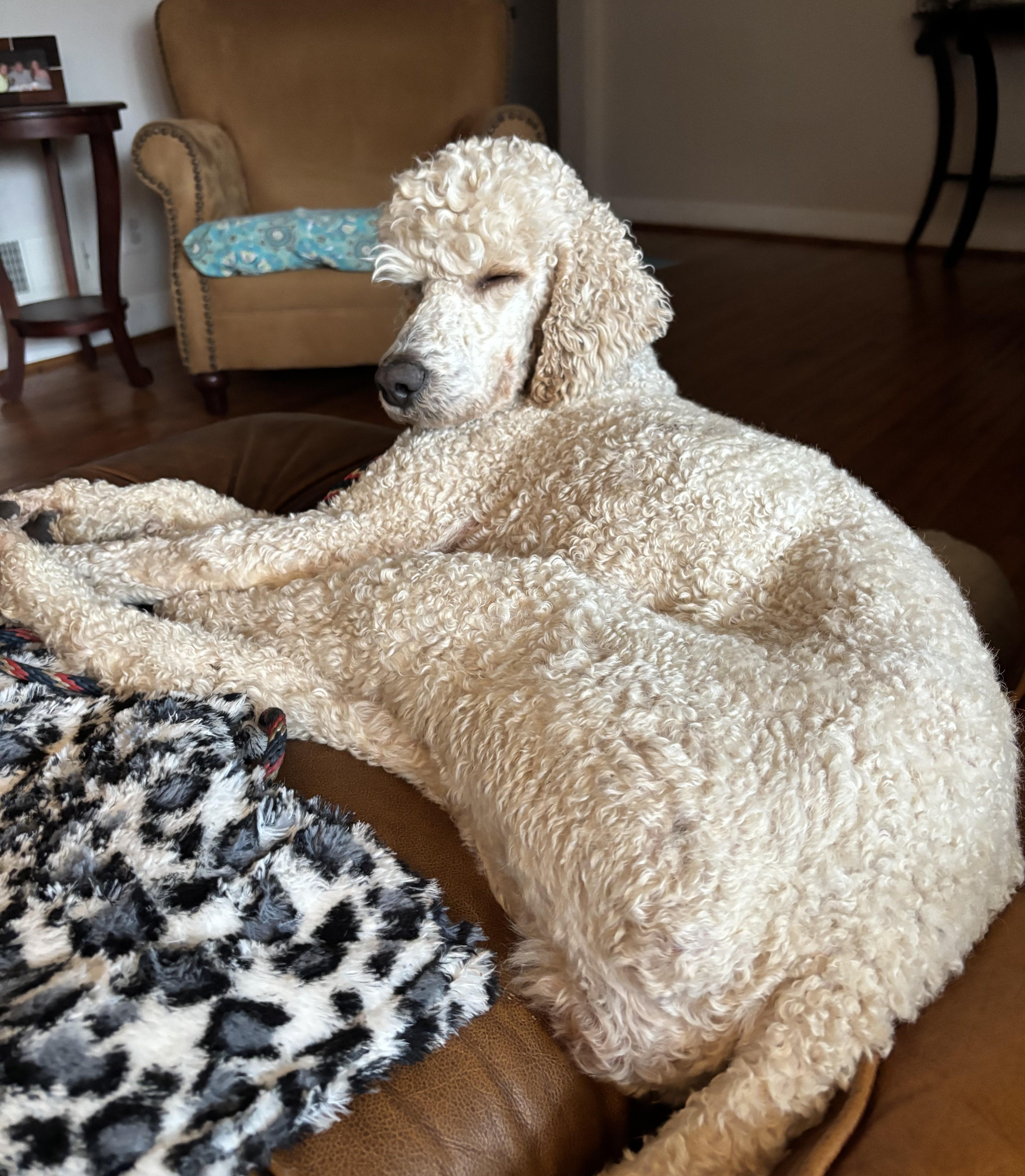 Rebel, an adopted Standard Poodle in Falls Church, VA image 6/6