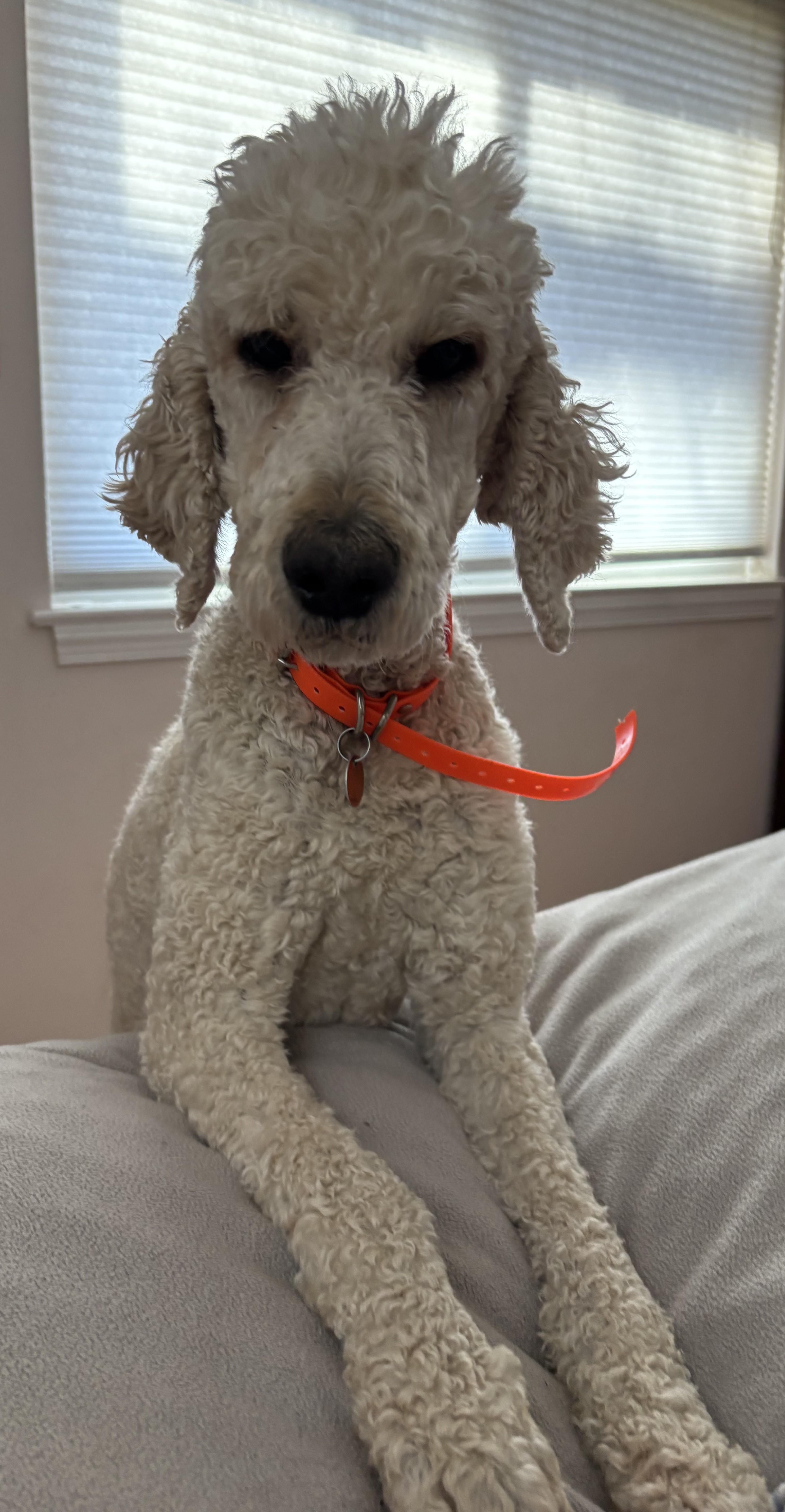 Rebel, an adopted Standard Poodle in Falls Church, VA image 1/6