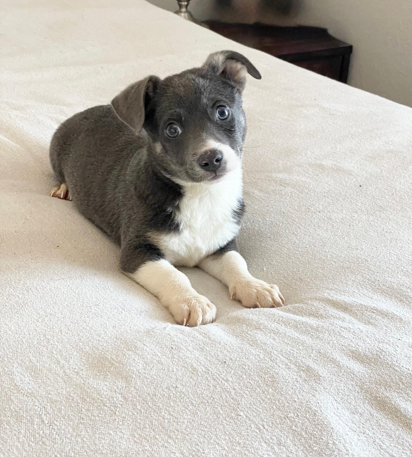 Huggable Haines, a ADOPTABLE mixed breed in West Hartford , CT image 1/4