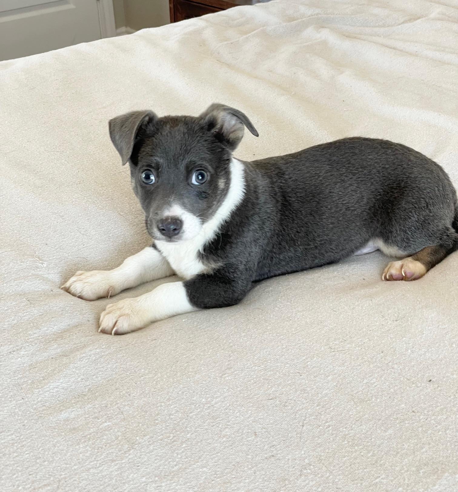 Huggable Haines, a ADOPTABLE mixed breed in West Hartford , CT image 4/4