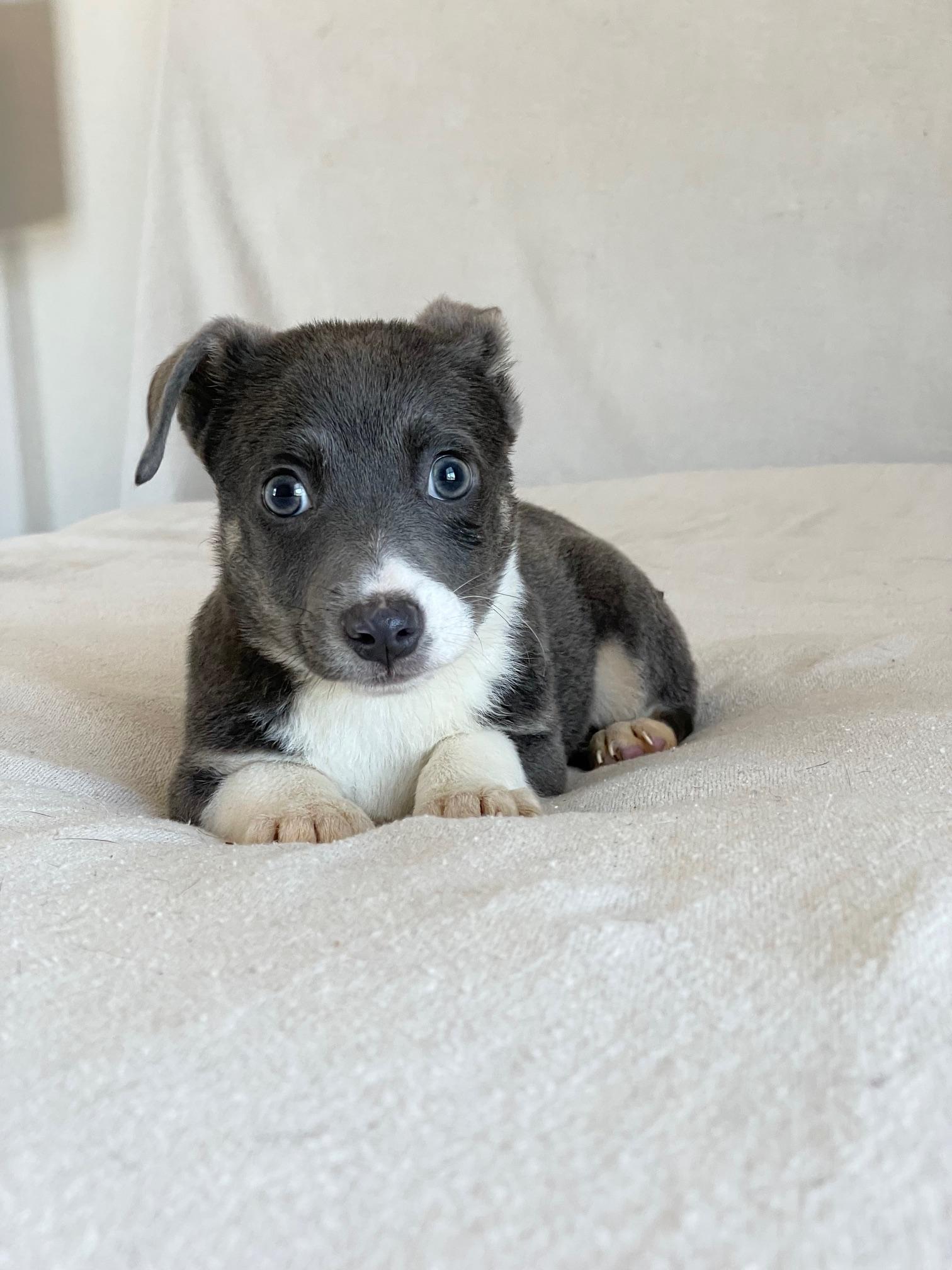 Huggable Haines, a ADOPTABLE mixed breed in West Hartford , CT image 2/4