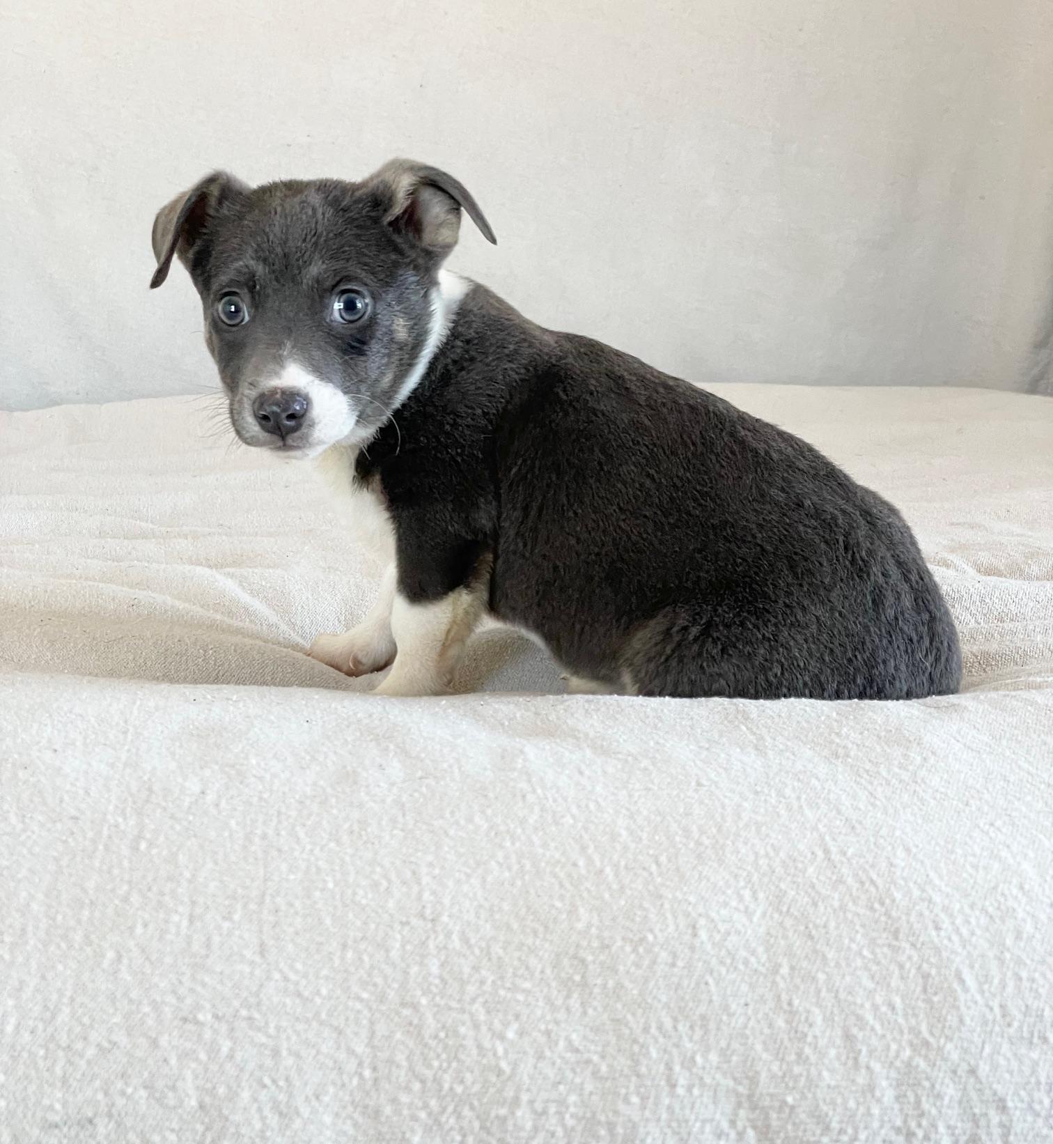 Huggable Haines, a ADOPTABLE mixed breed in West Hartford , CT image 3/4