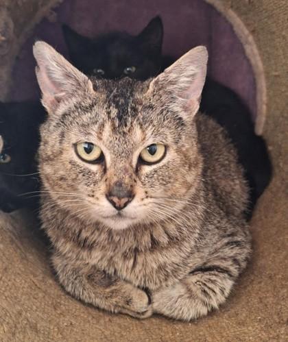 Osa, Adoptable, Adult Female Domestic Short Hair & Domestic Short Hair.