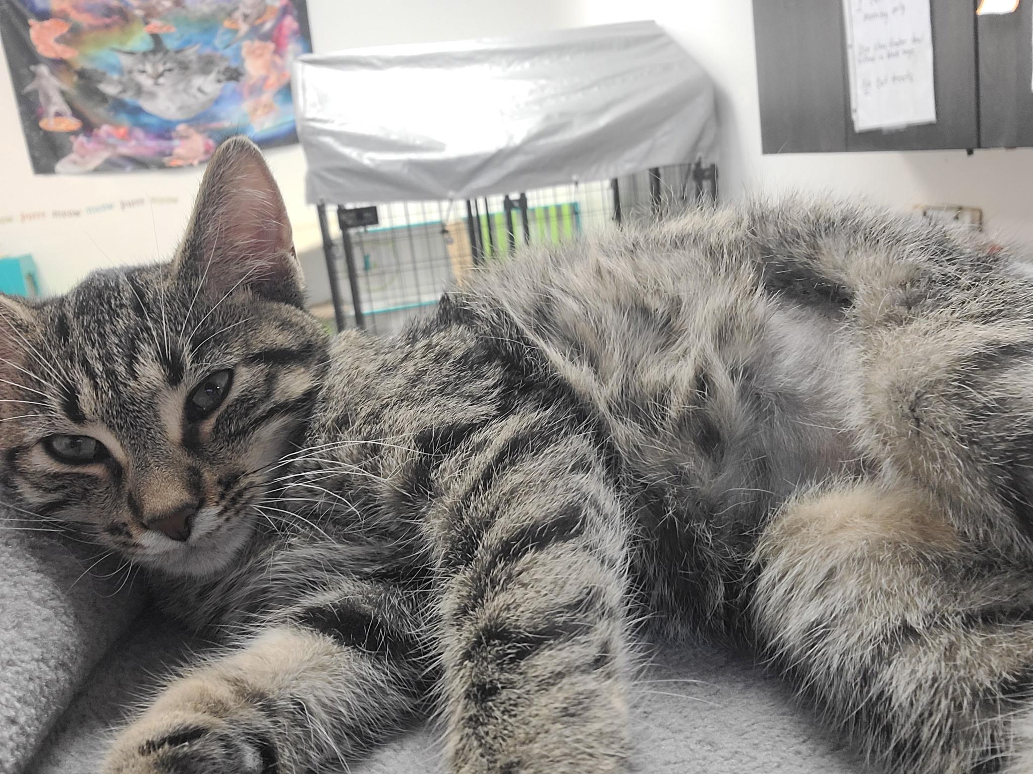 Enlarge Nala, a Adoptable Domestic Short Hair in Crystal Lake, IL image 4/4