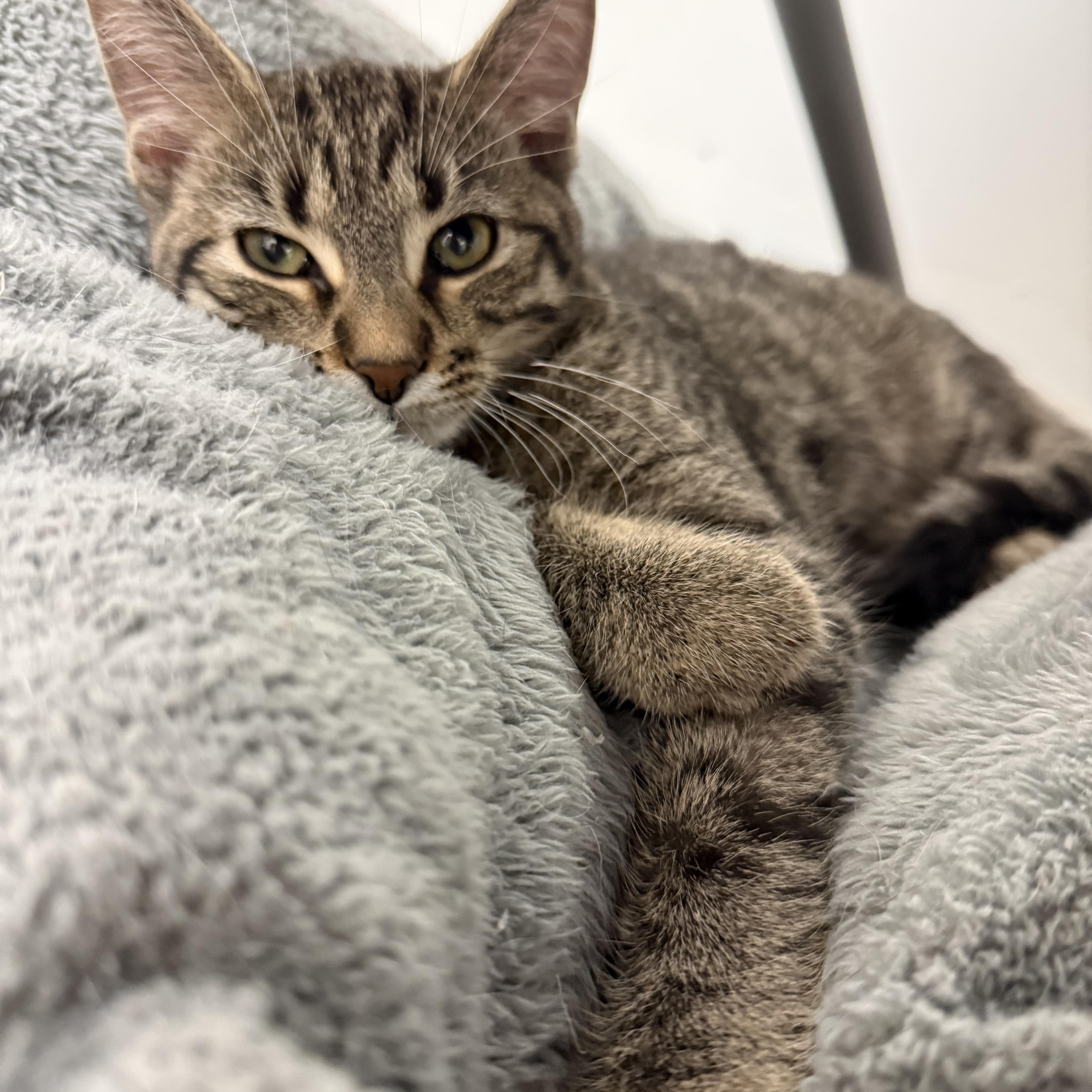 Enlarge Nala, a Adoptable Domestic Short Hair in Crystal Lake, IL image 2/4