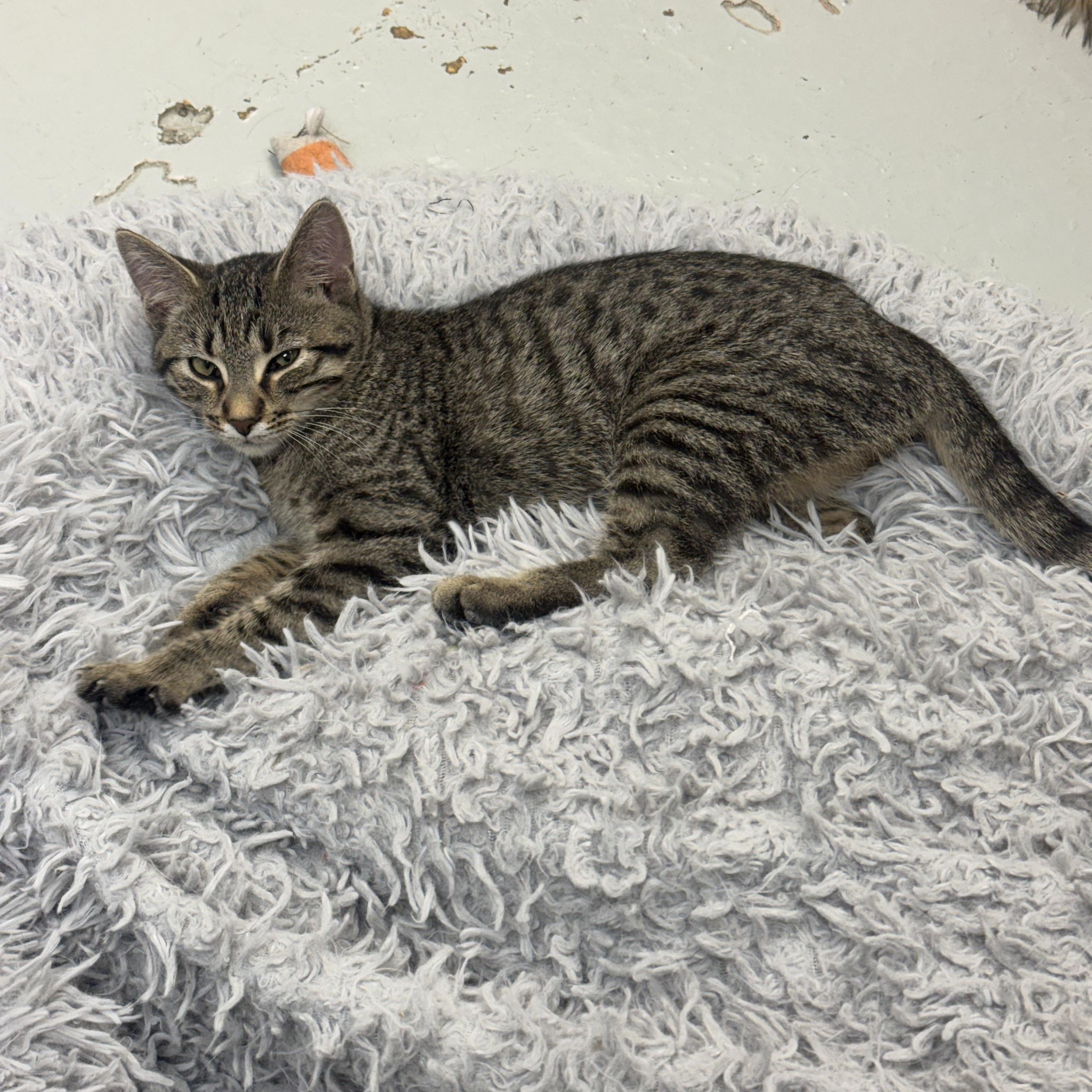 Nala, Adoptable, Kitten Female Domestic Short Hair.