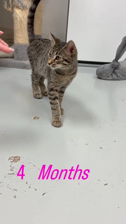 Enlarge Nala, a Adoptable Domestic Short Hair in Crystal Lake, IL video 3/4