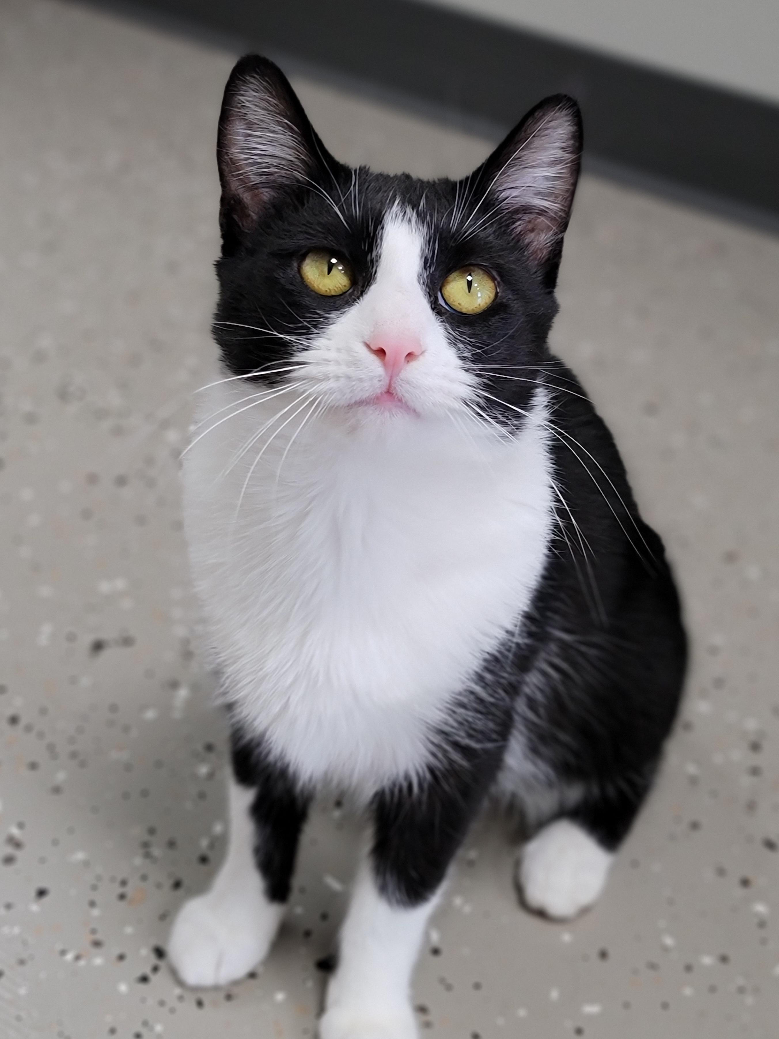 Enlarge Philomena, a Adoptable Domestic Short Hair in Hornell, NY image 1/1