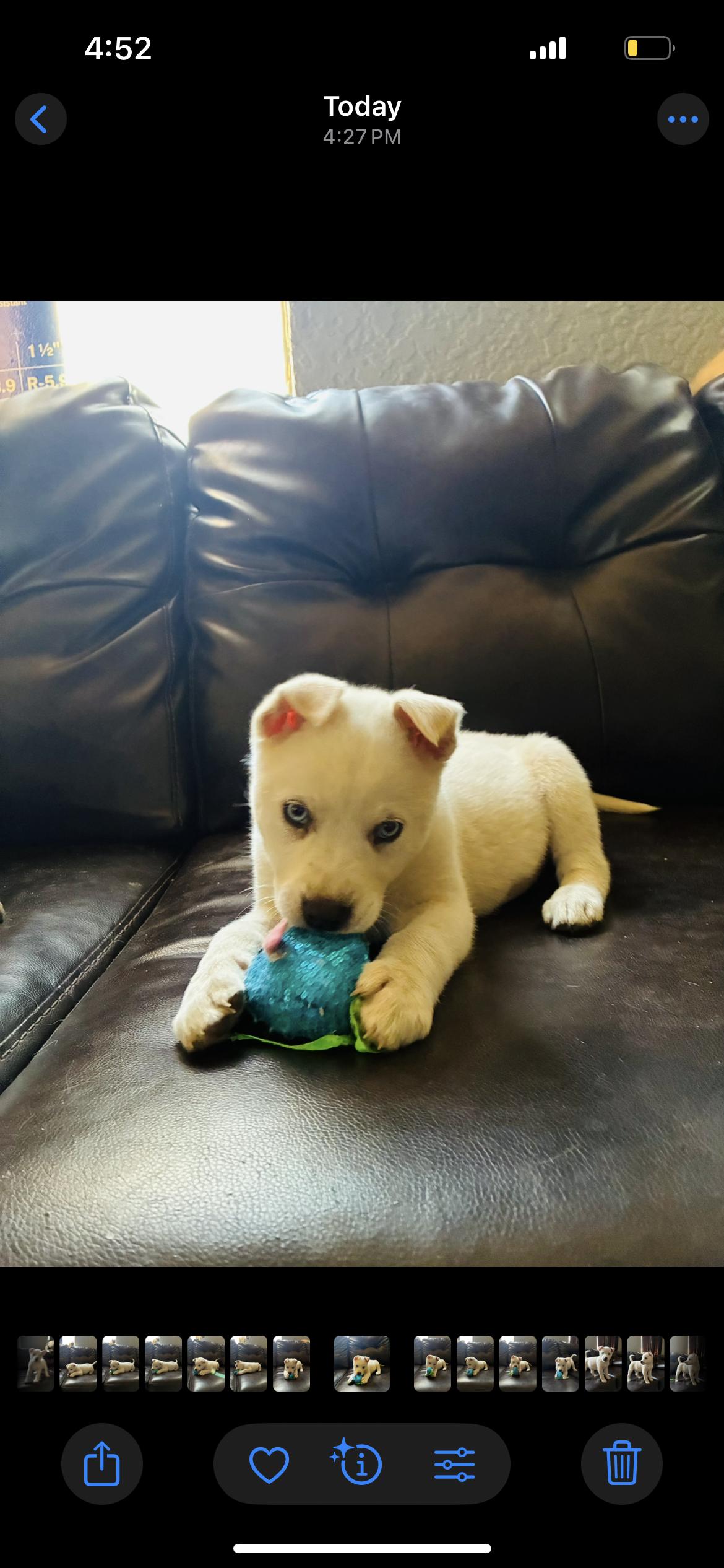 Snow , ADOPTABLE, Puppy Female Labrador Retriever.