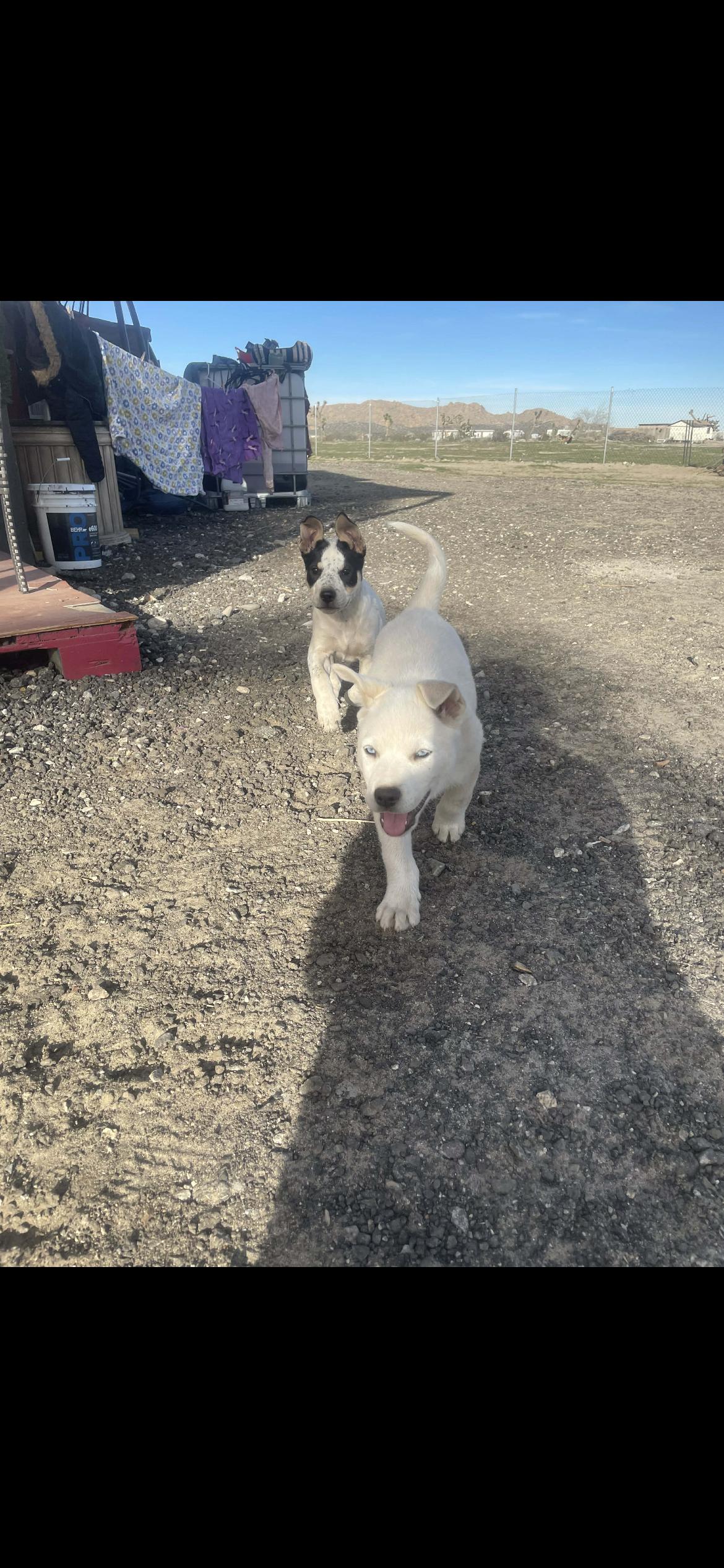 Snow , a ADOPTABLE mixed breed in Palmdale, CA image 2/2