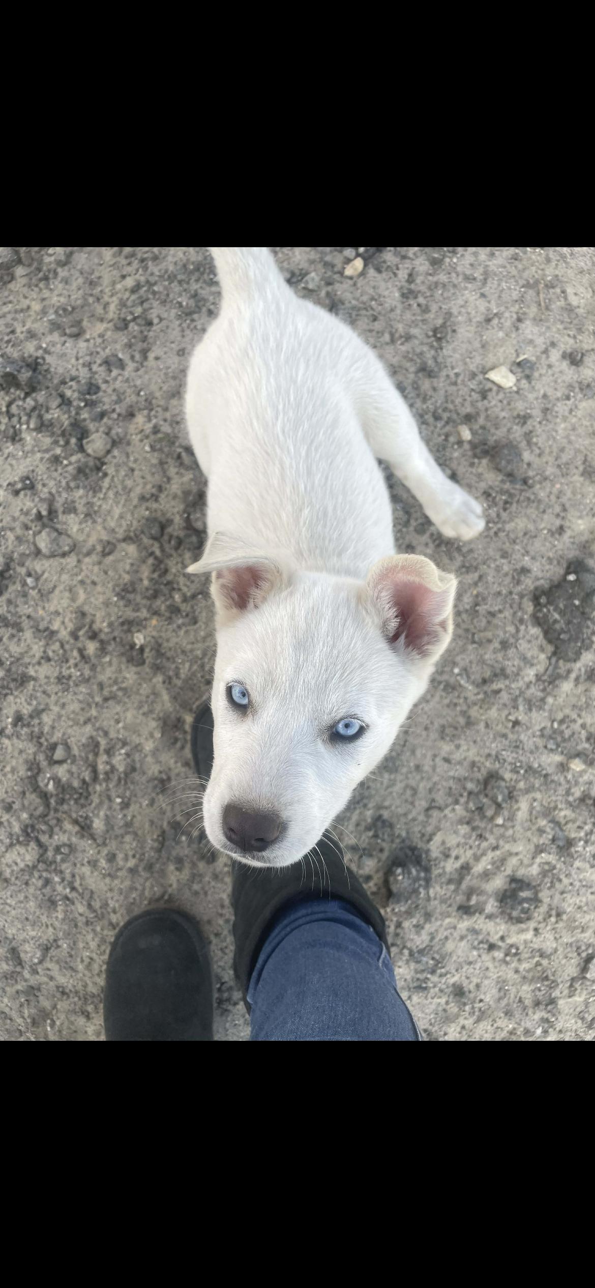 Snow , a ADOPTABLE mixed breed in Palmdale, CA image 1/2