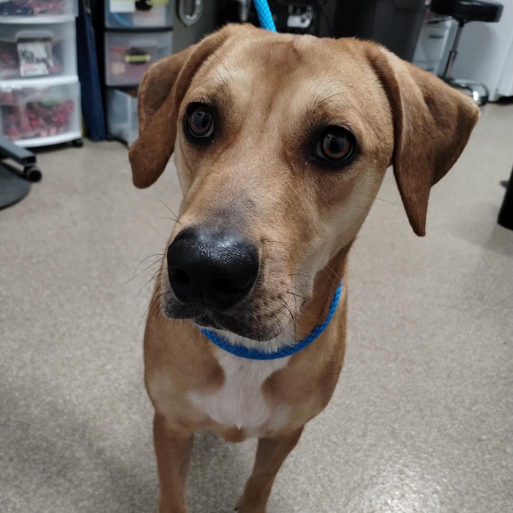 Enlarge Jack, a Adoptable mixed breed in League City, TX image 1/1
