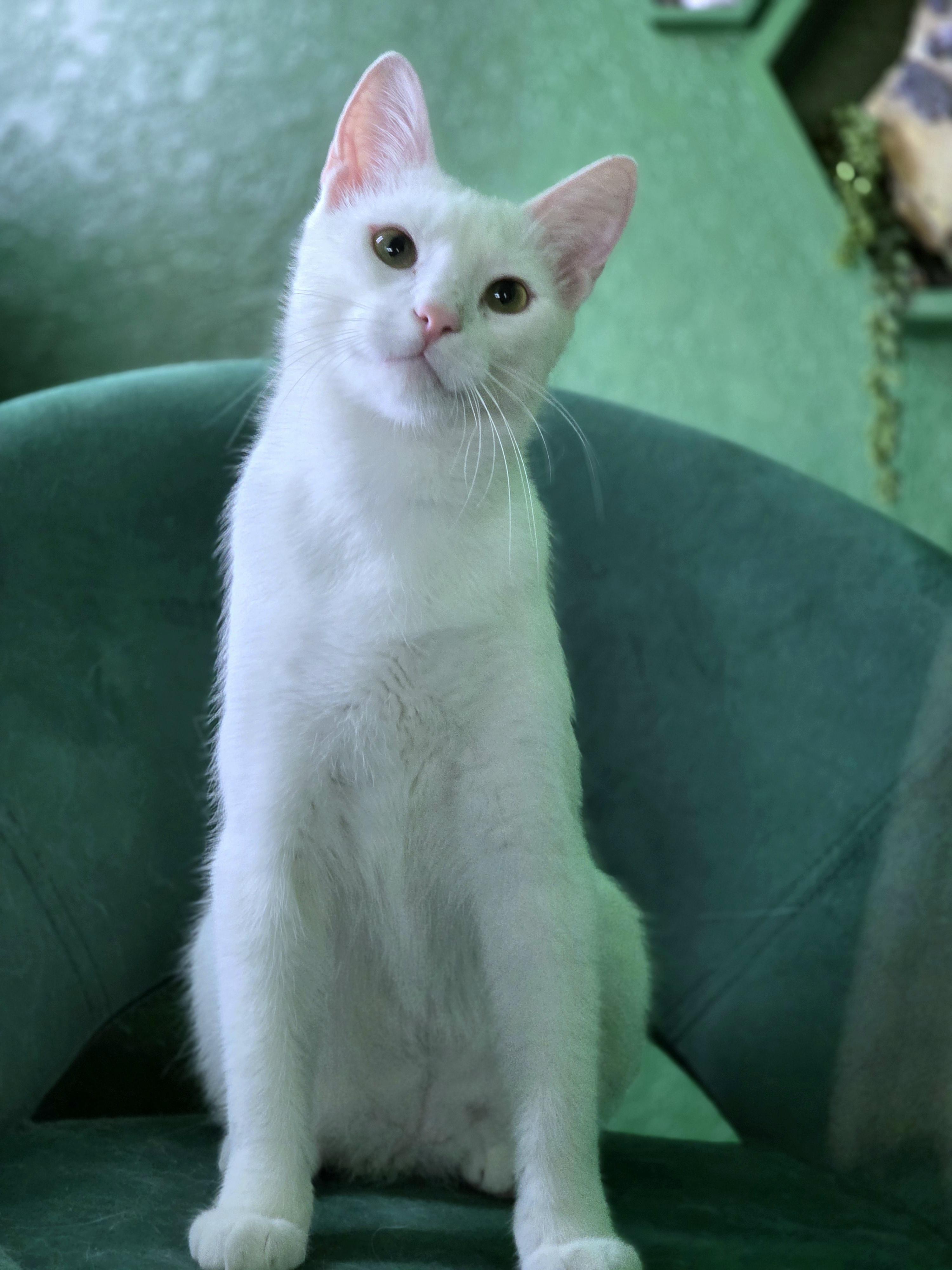 Mozzarella (RP), adopted, Young Male Domestic Short Hair.