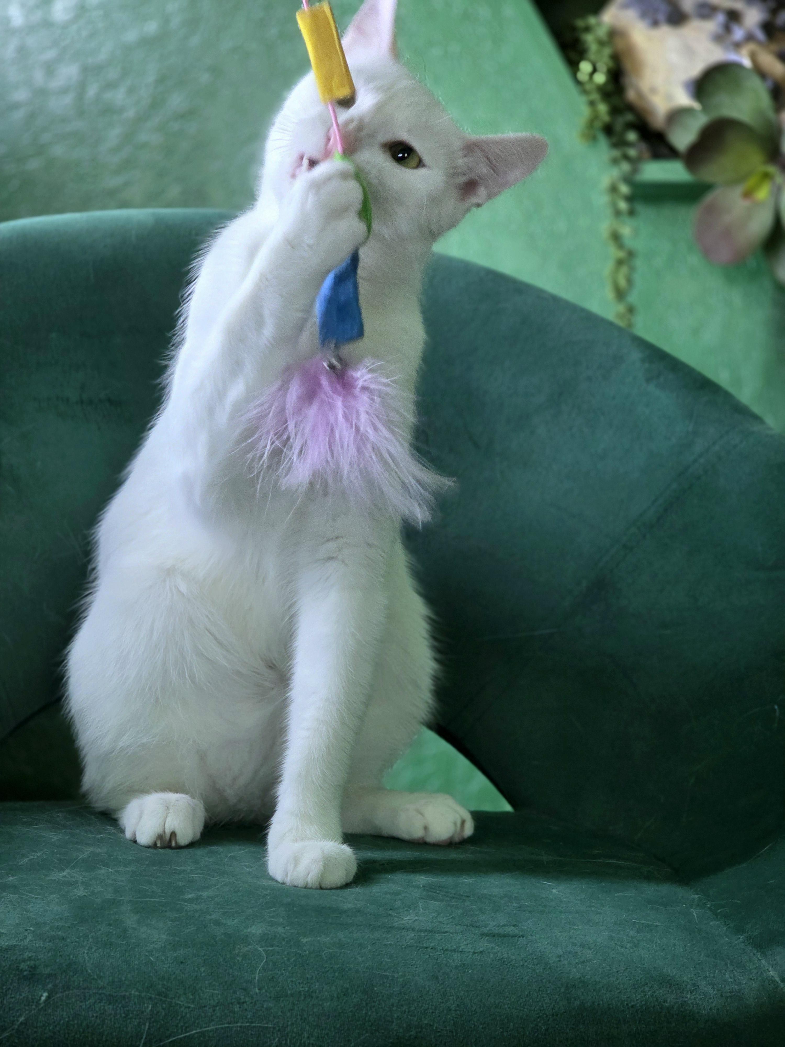 Mozzarella (RP), an adopted Domestic Short Hair in Schertz, TX image 2/2