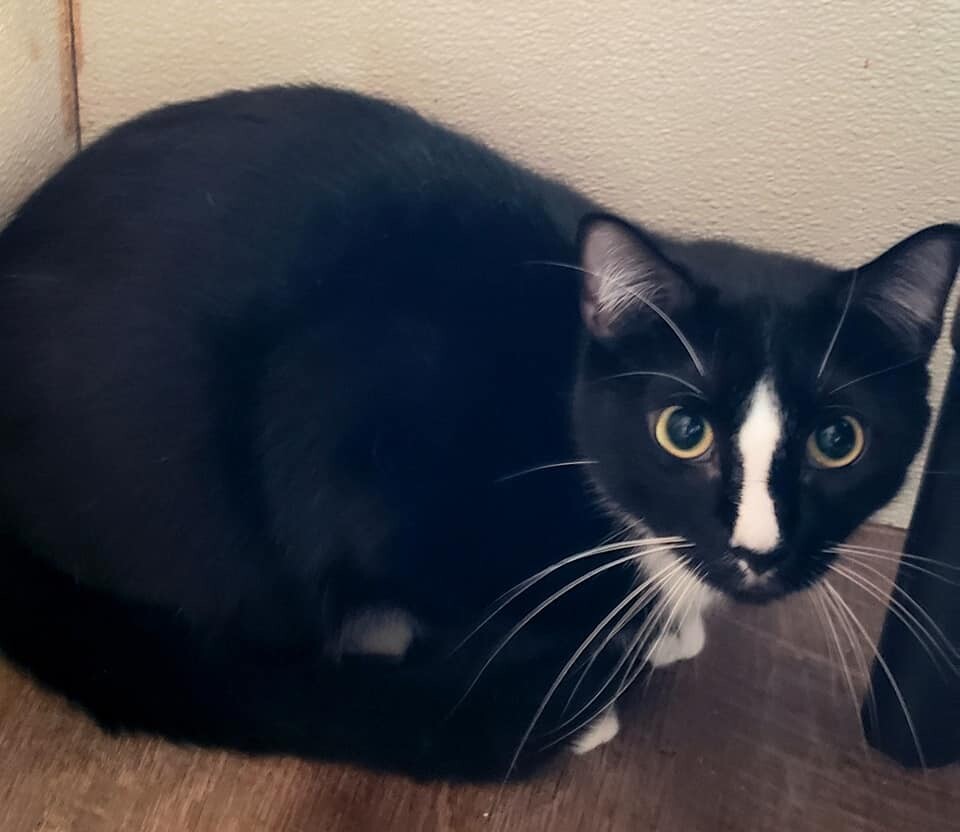 Orzo, a Adoptable mixed breed in Macon, GA image 1/2