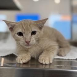 Parfait, Adoptable, Kitten Female Domestic Short Hair & Domestic Short Hair.