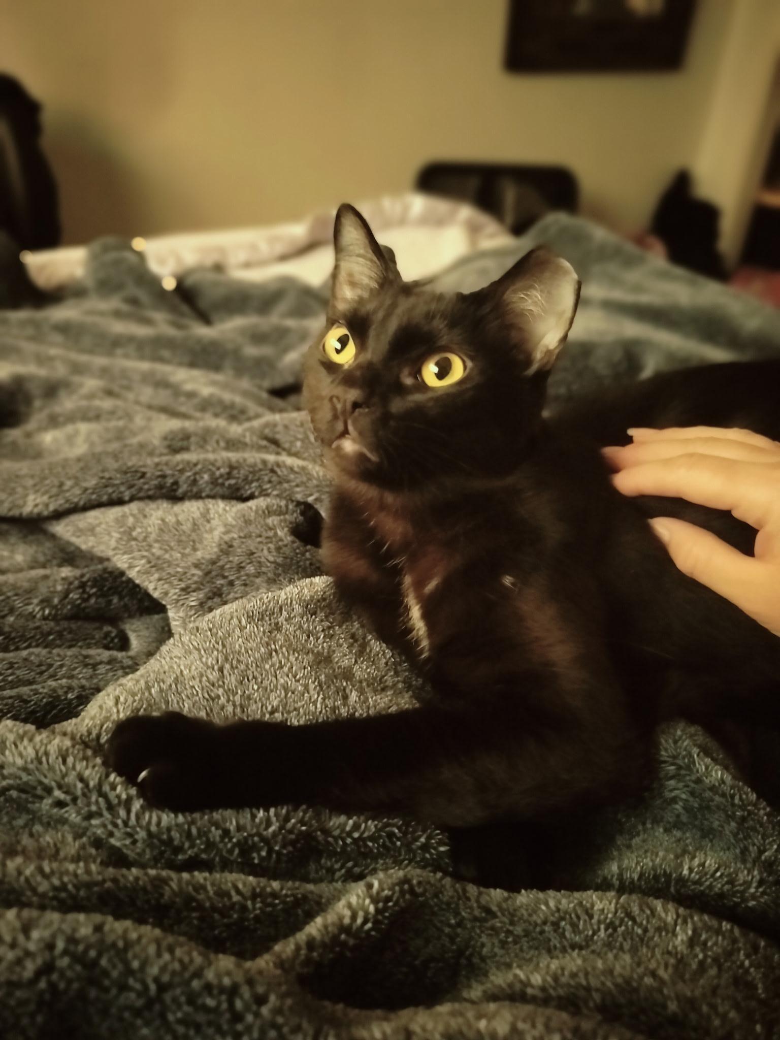 Enlarge Buddy, a ADOPTABLE Domestic Short Hair in Antioch, CA image 1/1