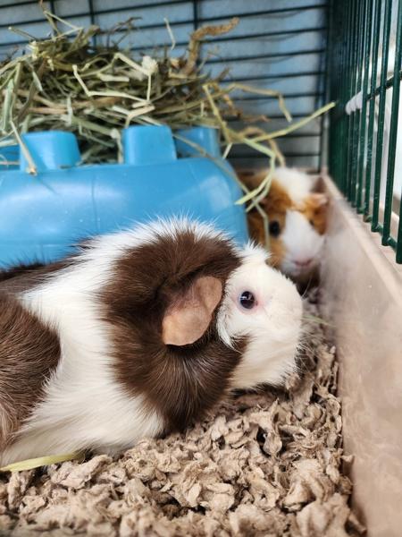 Pippa, Adoptable, Young Female Guinea Pig.