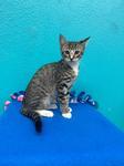 Enlarge Flicker, a Adoptable Domestic Short Hair in Chico, CA image 1/1