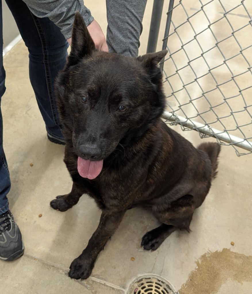 Dewey, Adoptable, Adult Male Kai Dog.