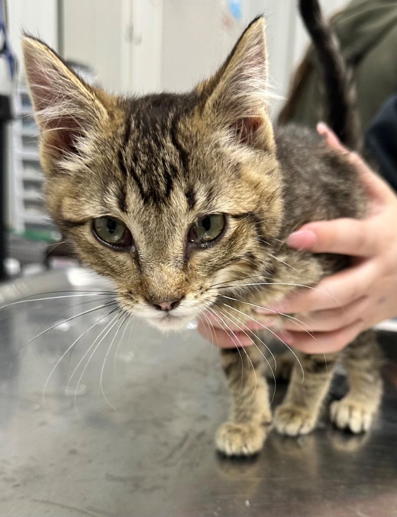 Juliet, Adoptable, Kitten Female Domestic Short Hair.