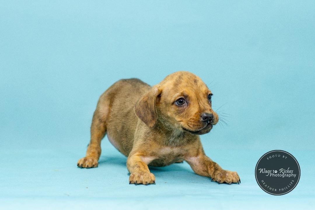 Tator, Adopted, Puppy Male Boxer.