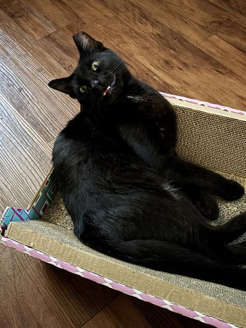 Enlarge ASHER, a Adoptable Domestic Short Hair in Pasadena, TX image 1/1