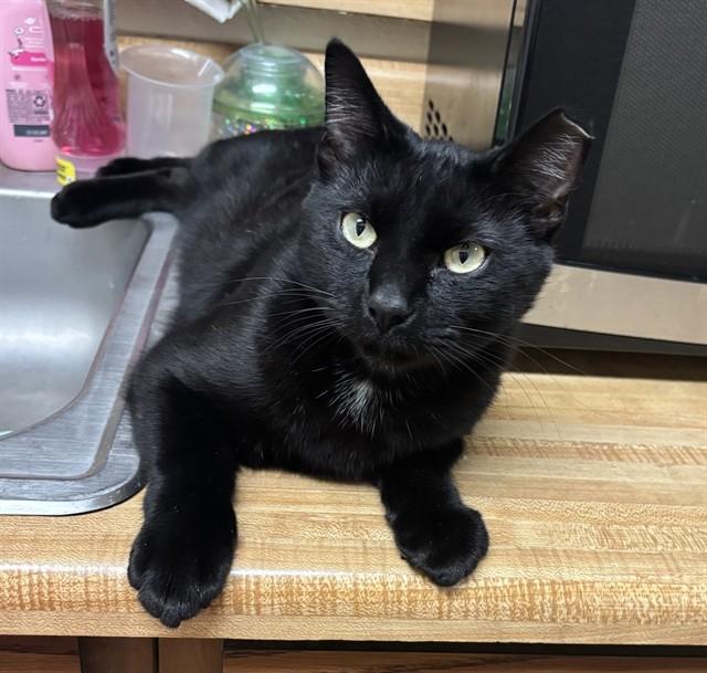 Enlarge ASHER, a Adoptable Domestic Short Hair in Pasadena, TX image 1/1