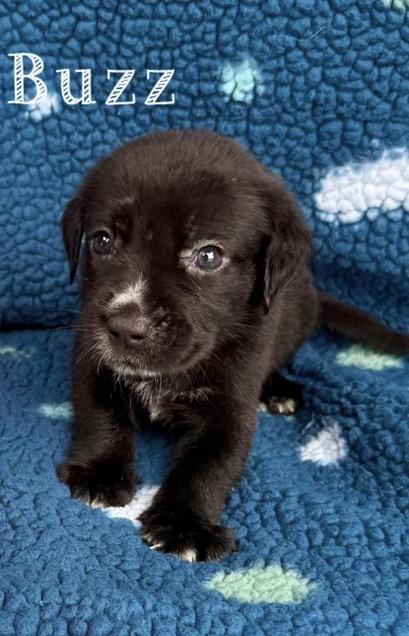 Enlarge Buzz, a Adoptable mixed breed in Baton Rouge, LA image 2/2