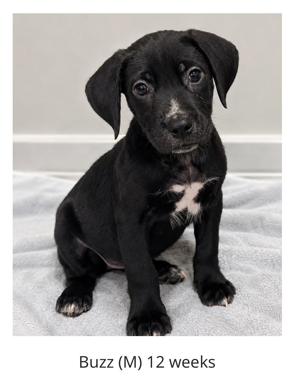 Buzz, Adoptable, Young Male Labrador Retriever.