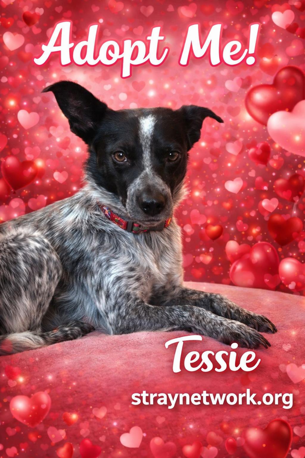 Tessie , ADOPTABLE, Adult Female Australian Cattle Dog / Blue Heeler.