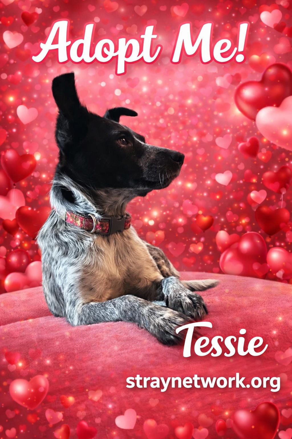 Enlarge Tessie , an adopted mixed breed in Hatfield, PA image 3/3