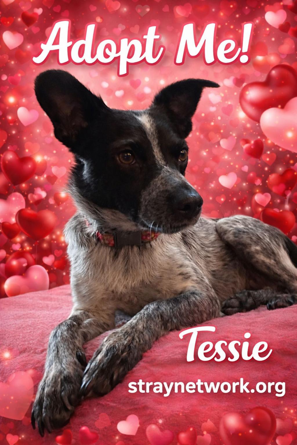 Enlarge Tessie , an adopted mixed breed in Hatfield, PA image 2/3
