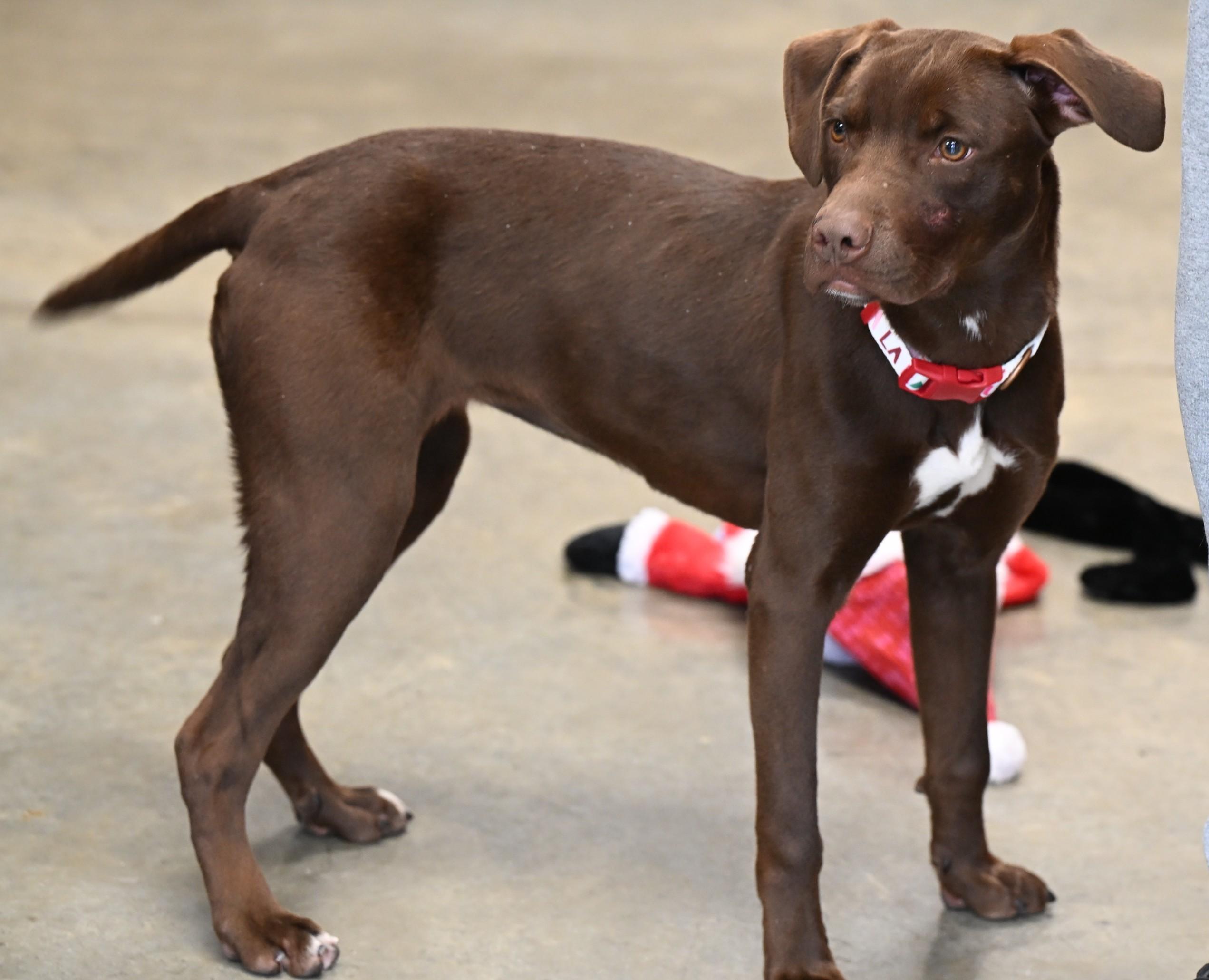 Enlarge Arizona, an adopted mixed breed in Hot Springs, AR image 1/1