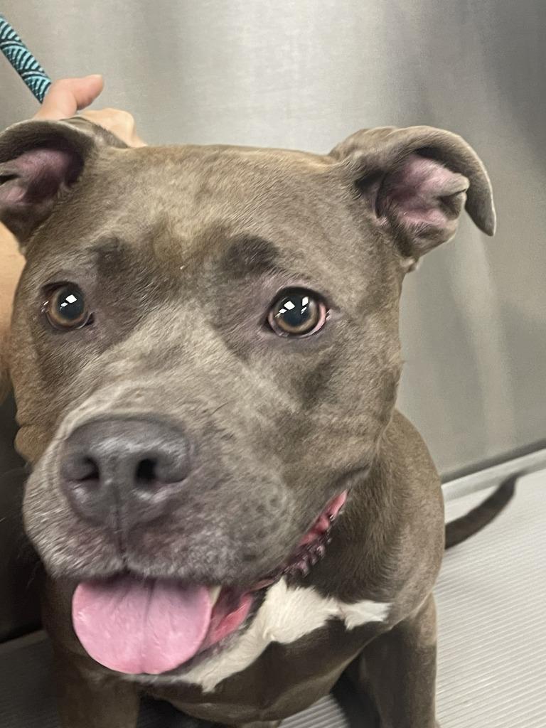 GILDA, Adoptable, Adult Female Pit Bull Terrier.
